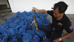 Dead pangolins seized by Thai officials