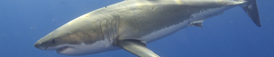 Conservation of Sharks in Asia