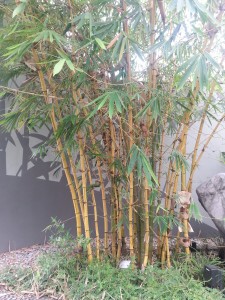Bamboo Shoots found in Chinese Garden