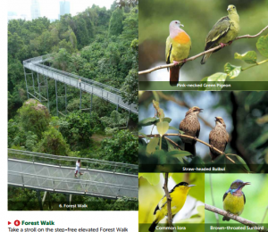 Forest walk and the variety of birds Retrieved from: http://www.nparks.gov.sg/cms/docs/HortPark_and_SouthernRidges_guide.pdf