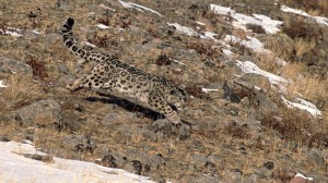 Male Snow Leopard jumping, February, Altaï Mountains, Mongolia.