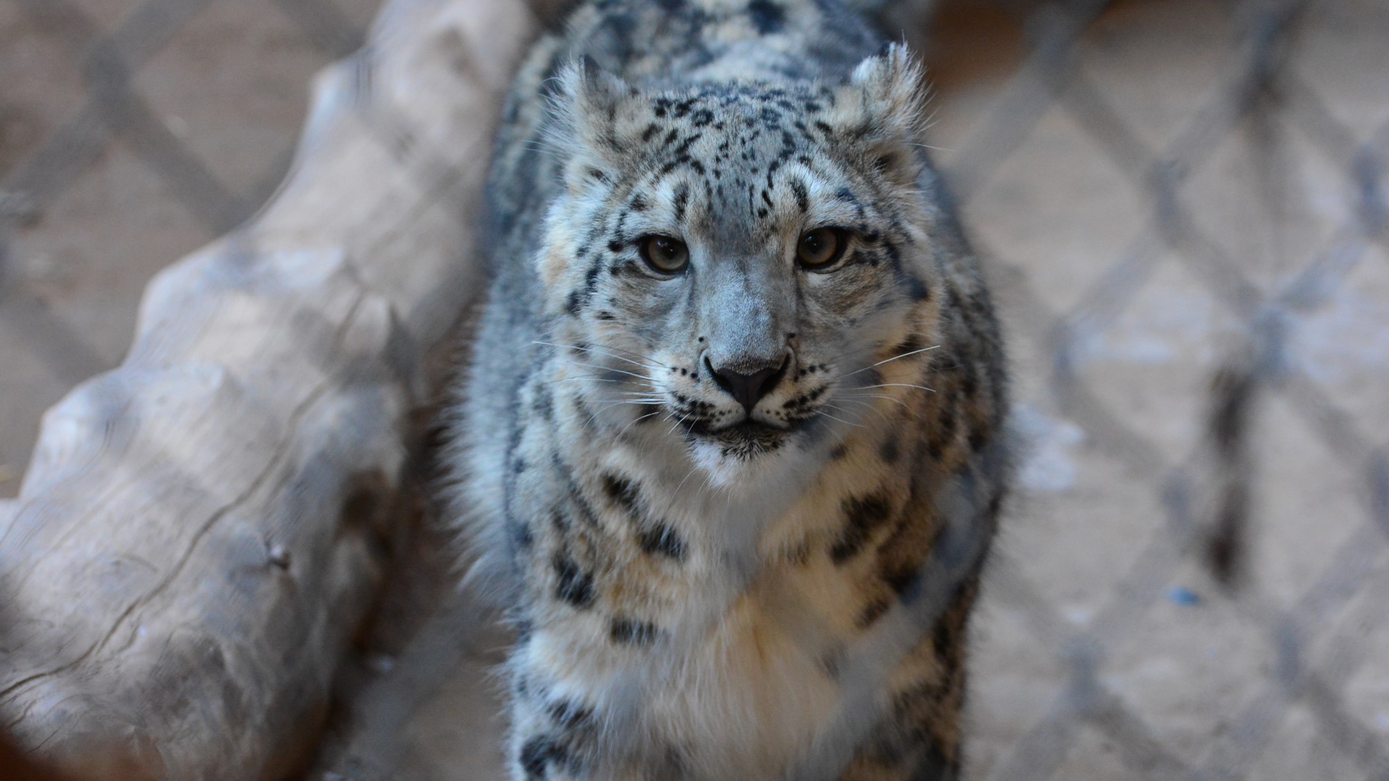 Snow Leopards In Asia