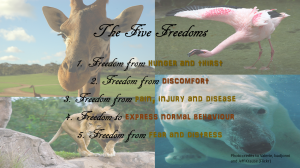 The Five Freedoms