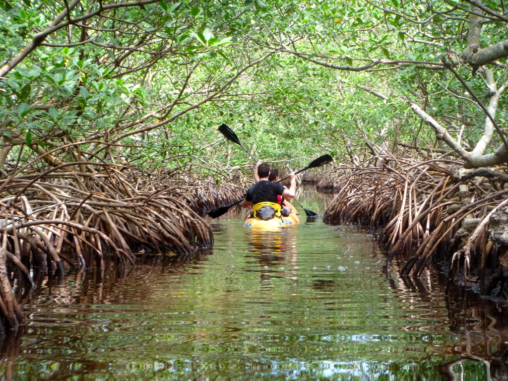 mangrove-channel