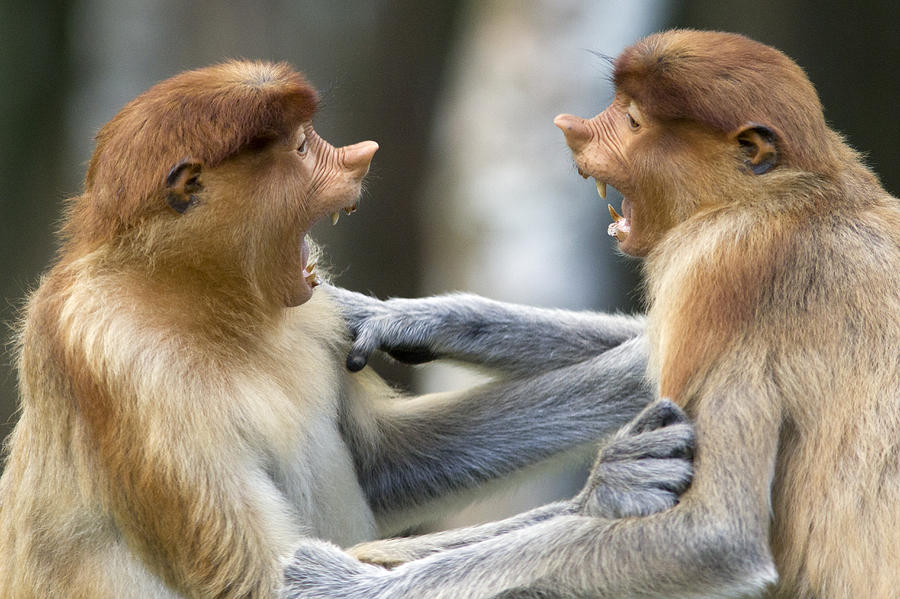 proboscis-monkey-males-play-fighting-suzi-eszterhas