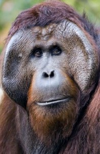 Source: The Orangutan Foundation (UK)