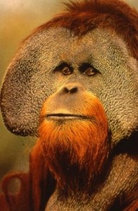 Source: The Orangutan Foundation UK