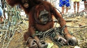 Source: Orangutan Outreach