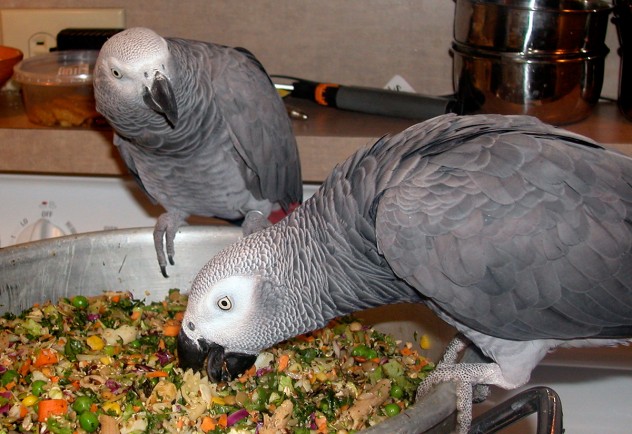 http://www.africangreyparrot.org/wp-content/uploads/2015/04/african-grey-parrot-food.jpg