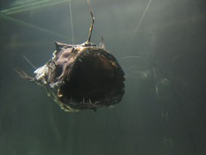 Picture taken at "The Deep" exhibition