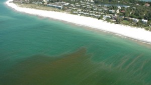 A red tide bloom spotted off the coast of Florida stretches 100 miles