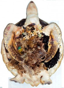 Many small pieces of plastic in the stomach of a dead sea turtle