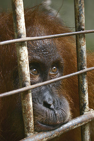 Photo Credits: http://www.traffic.org/home/2009/4/16/illegal-trade-devastates-sumatran-orang-utan-population.html 