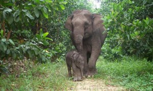 Sumatran-Elephants-Riau-S-006