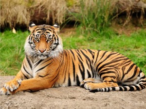 Sumatran-Tiger-13-HD-Images-Wallpapers