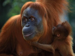 sumatran_orangutan_8.6.2012_Hero_and_Circle_image_XL_257636