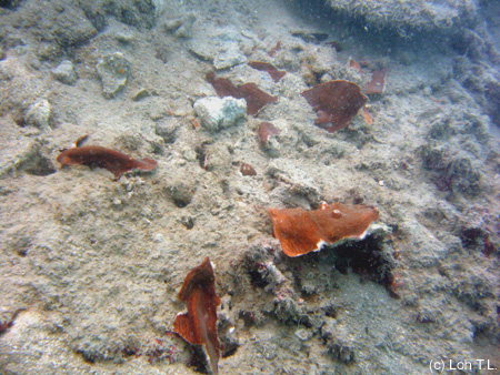 Damaged Coral Credit: Reef Ecology Lab, NUS