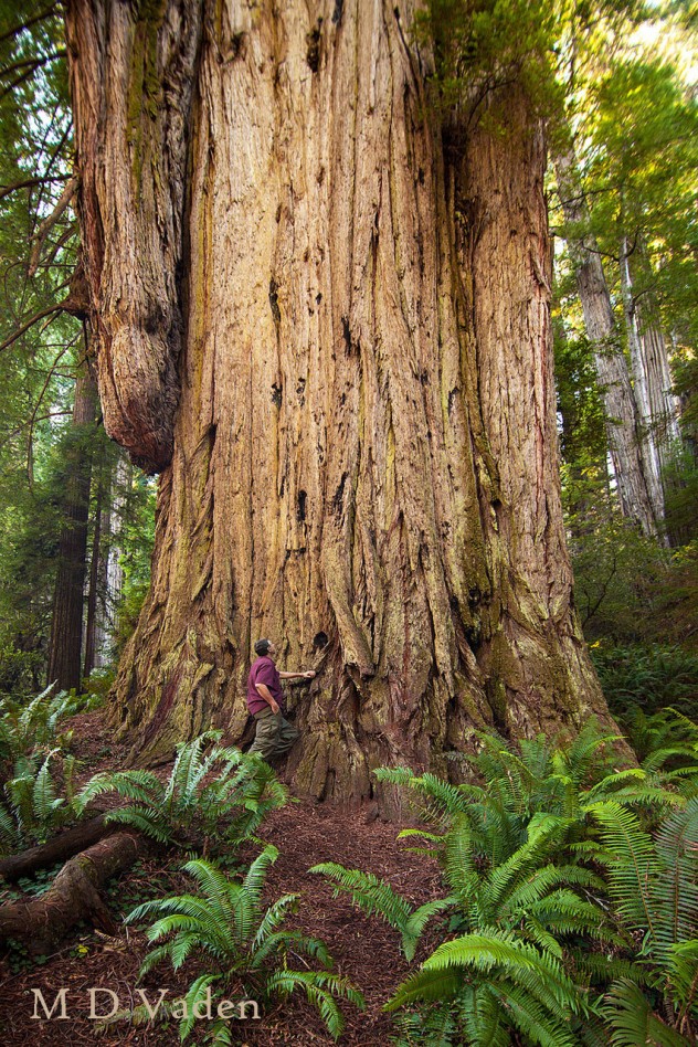 coastr redwoods 2