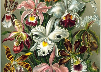 Ernst Haeckel’s Kunstformen der Natur (1904)