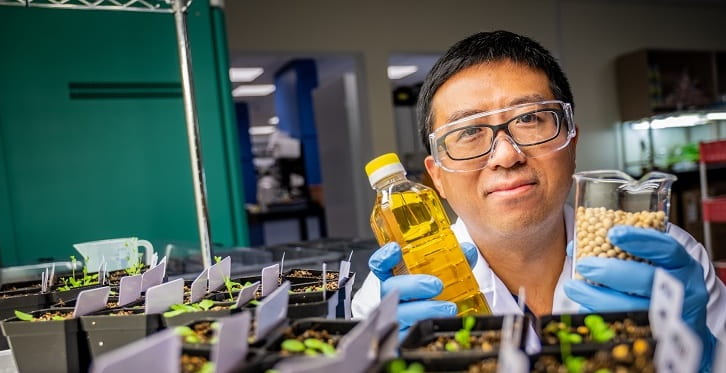 NTU scientists discover sustainable way to increase seed oil yield in crops