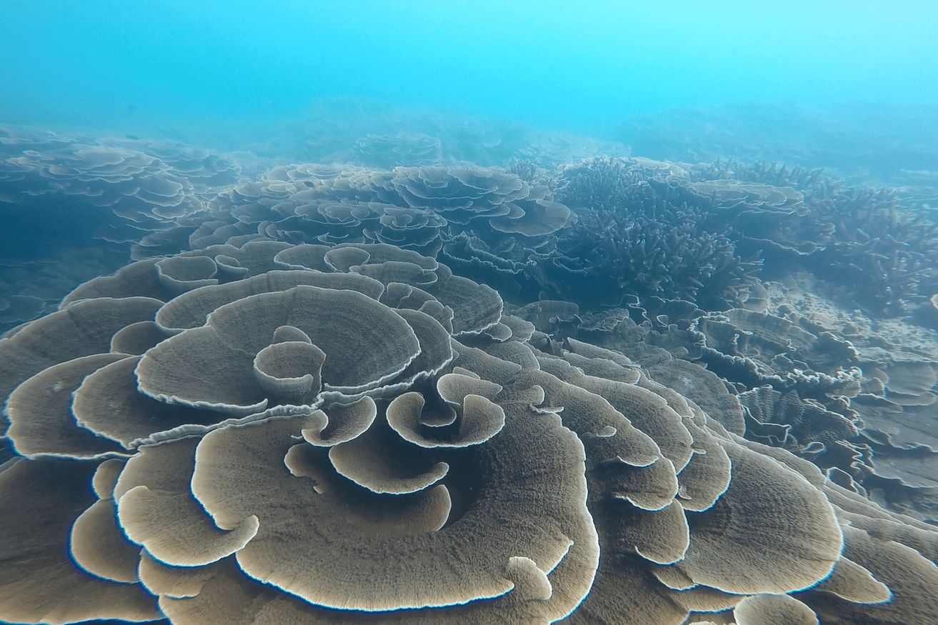 Lights Out for Muddy Water Coral Reefs as Global Sea Level Rises?