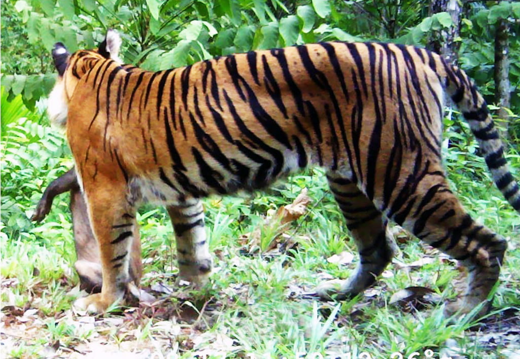 Human-tiger Conflicts in Sumatra – using data modeling to tailor management response