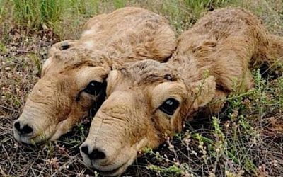 Conservation Work Through Targeted Online Advertising – The Case of the Saiga Antelope