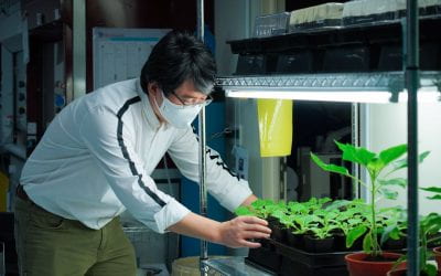 Is controlling plant development possible?