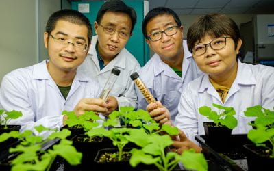 NTU Singapore scientists genetically engineer plants to yield more vegetable oil