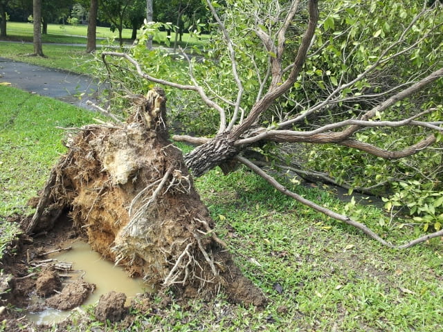 Tree failure at Pasir Ris, Singapore (2012), Rahardjo et al 2016