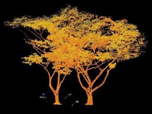 Tree scanning