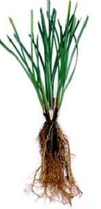 Vetiver (deep-rooted grass)